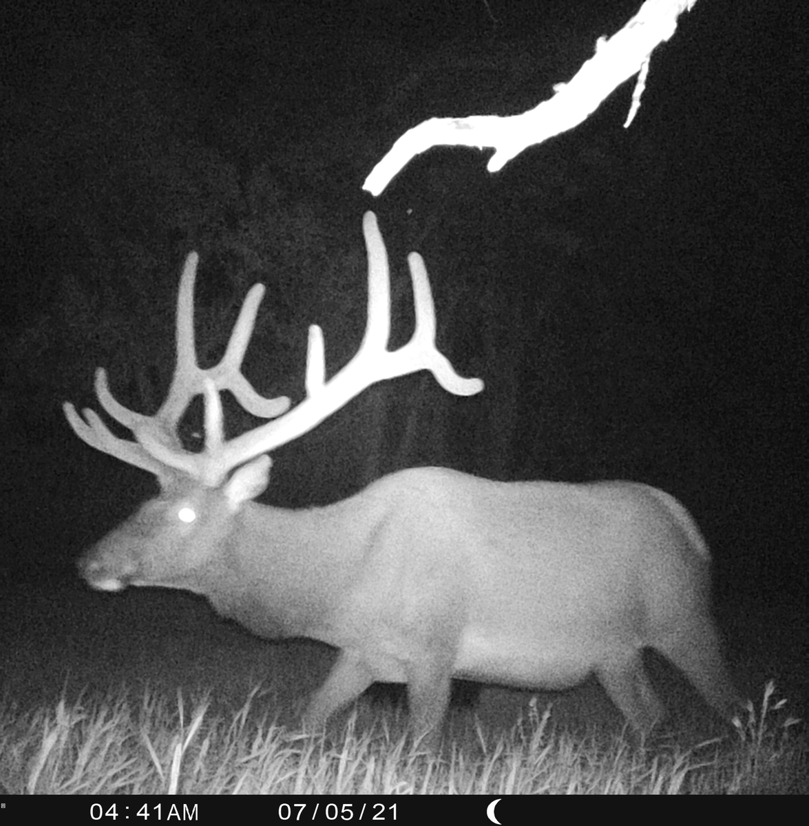South Dakota Elk Hunts